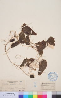 Specimen thumbnail